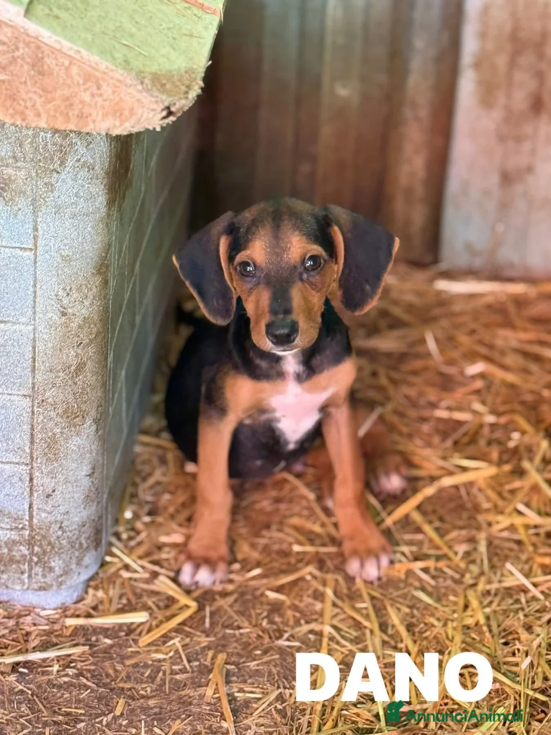 Meticcio cani in regalo: DANO, scricciolino tenerissimo! TG PICCOLA - Annuncio 1