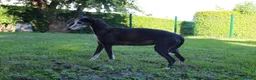 Whippet cani in vendita: Cucciolo maschio - Annuncio 5