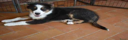 Australian Shepherd cani in vendita: Cucciolo Tricolor Black Maschio a Provincia di Alessandria - Annuncio 7