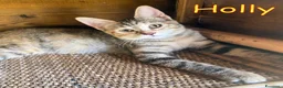 Europeo gatti in regalo: TRE SPLENDIDI FRATELLINI DI DUE MESI - Annuncio 6