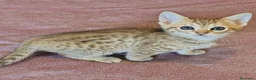 Bengala gatti in vendita: Gattini bengala dolcissimi - Annuncio 8