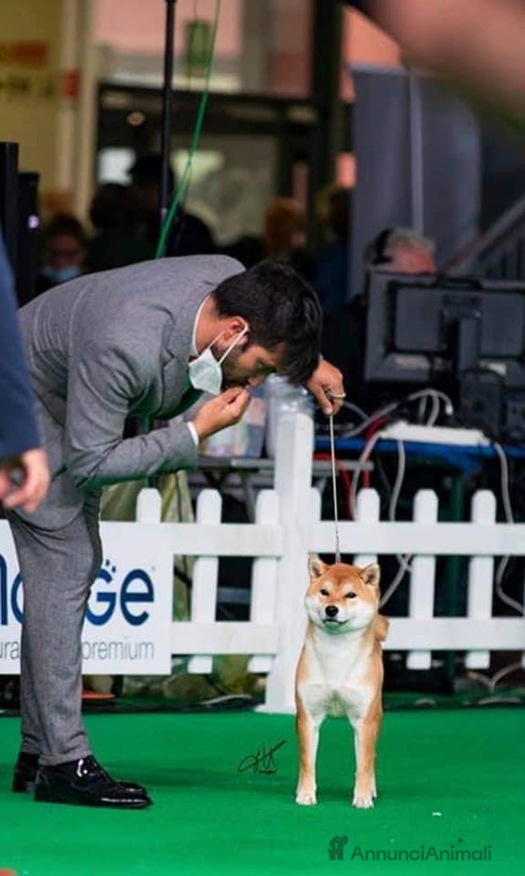 Shiba Inu cani in vendita: Shiba inu cuccioli  - Annuncio 33