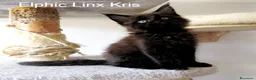 Maine Coon gatti in vendita: Magnifici Cuccioli di Maine Coon disponibili - Annuncio 7