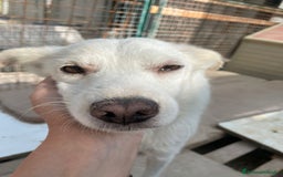 Meticcio cani in regalo: SOS SOS SOS DOLCISSIMO PLUTO a Provincia di Rimini - Annuncio 2