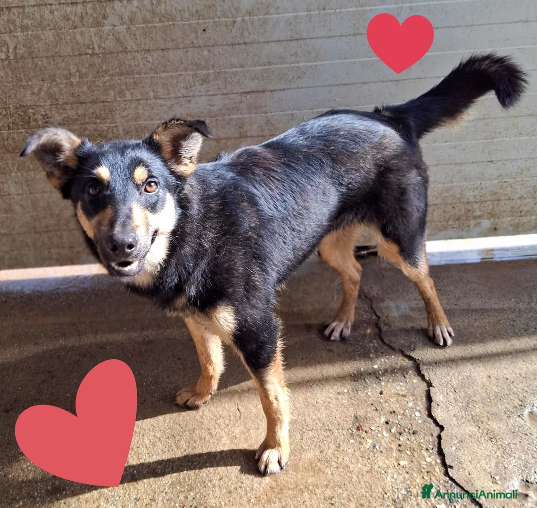 Meticcio cani in regalo: ADA 🩷 - taglia media. Perché nessuno chiama? 😢 - Annuncio 3