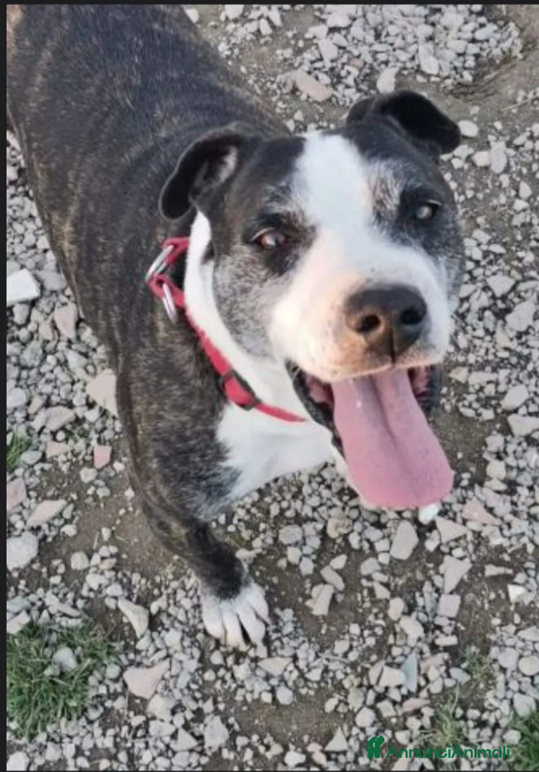 Meticcio cani in regalo: Simil Amstaff 10anni sfortunato SOS CASA CASERTA a Città metropolitana di Milano - Annuncio 4