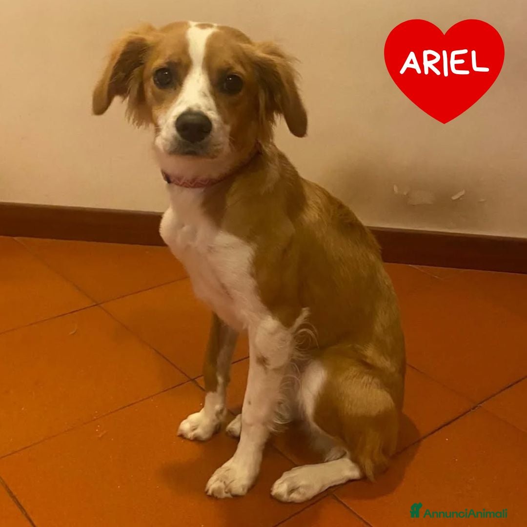 Breton cani in regalo: Ariel mix Breton 8 mesi cerca adozione - Annuncio 1