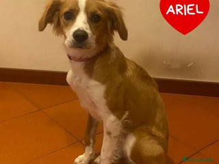 Breton cani Ariel mix Breton 8 mesi cerca adozione - Annuncio 1