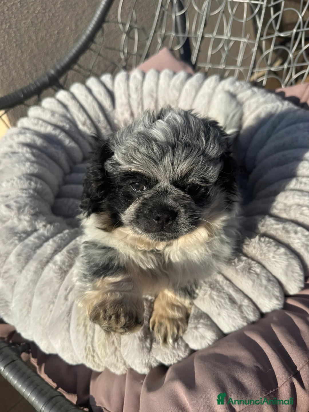 Pechinese cani in vendita: Cuccioli pechinesi  a Città metropolitana di Roma Capitale - Annuncio 6