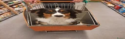 Australian Shepherd cani in vendita: aussie australian shepherd  - Annuncio 6