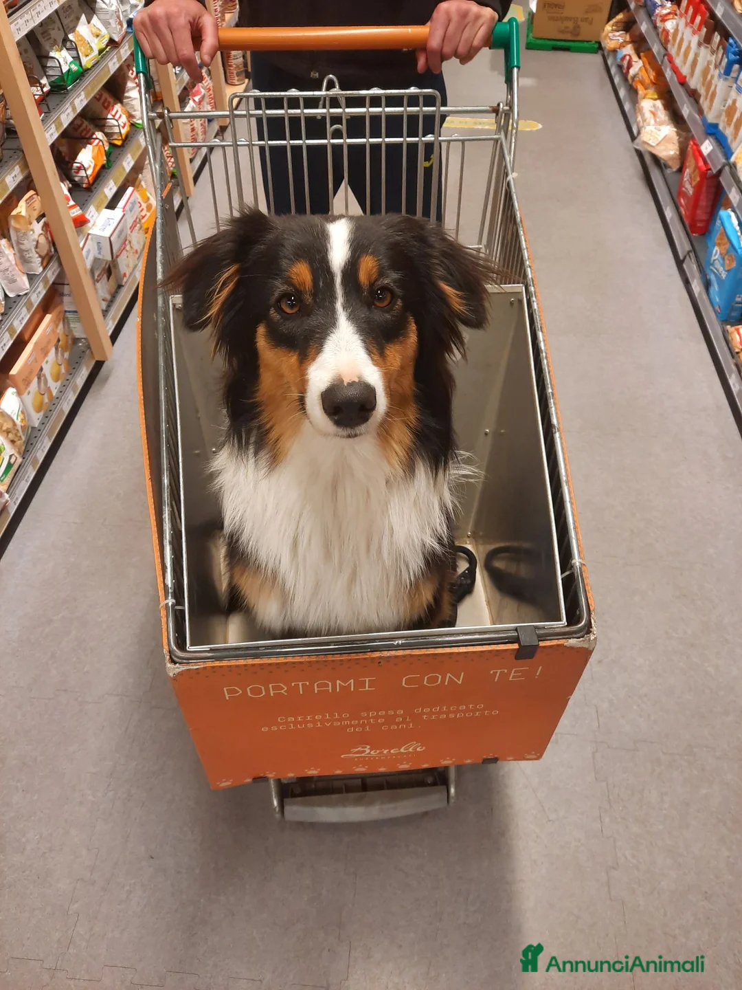 Australian Shepherd cani in vendita: aussie australian shepherd  - Annuncio 6