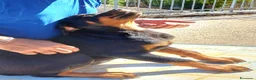 Rottweiler cani in vendita: Cuccioli rottweiler  - Annuncio 5