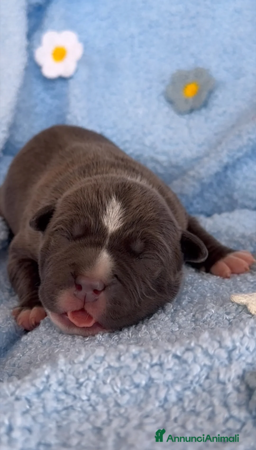 American Staffordshire cani in vendita: Amstaff cuccioli Blu con Pedigree ENCI - Annuncio 2