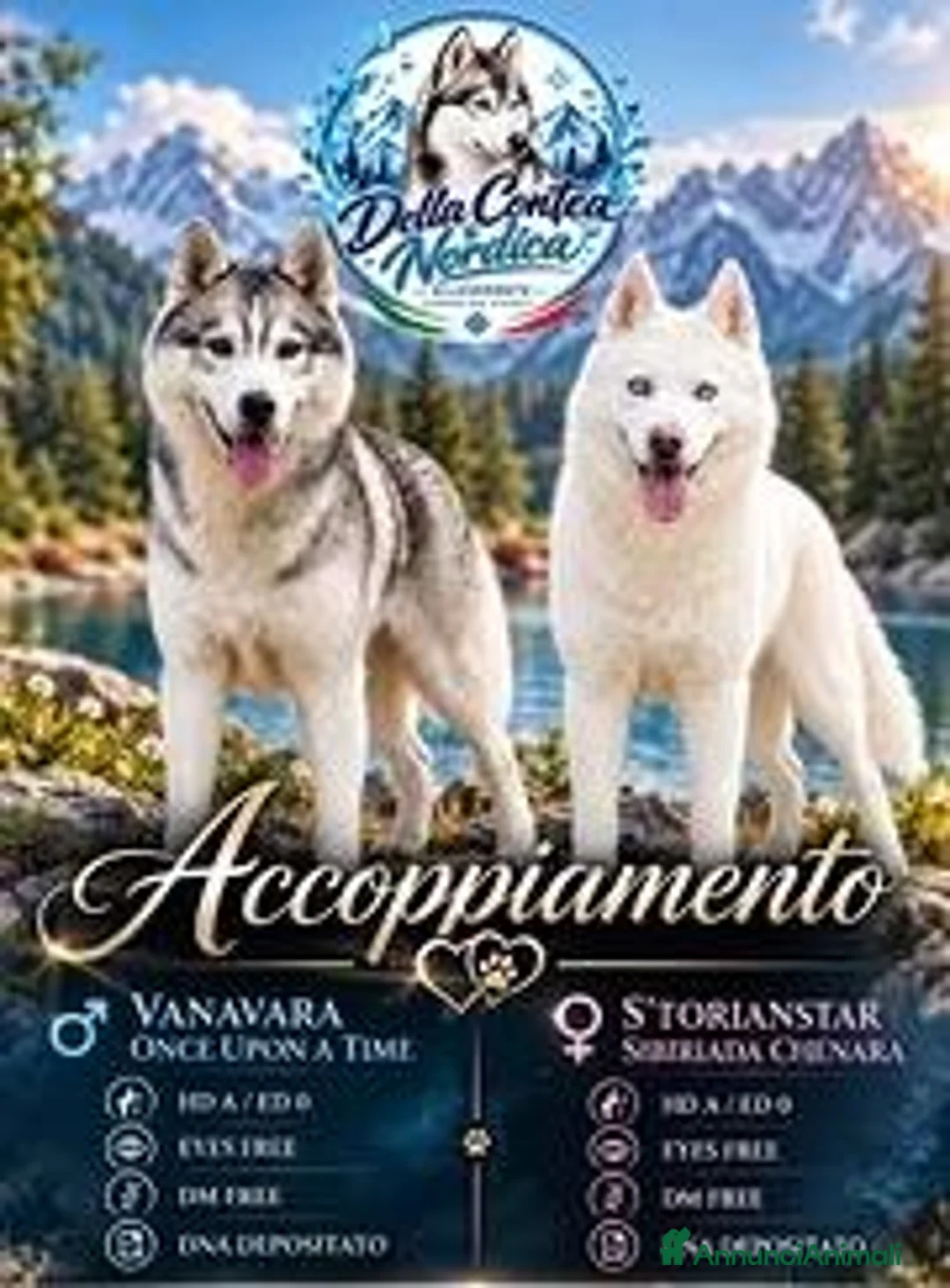 Husky cani in vendita: Siberian Husky - Annuncio 1