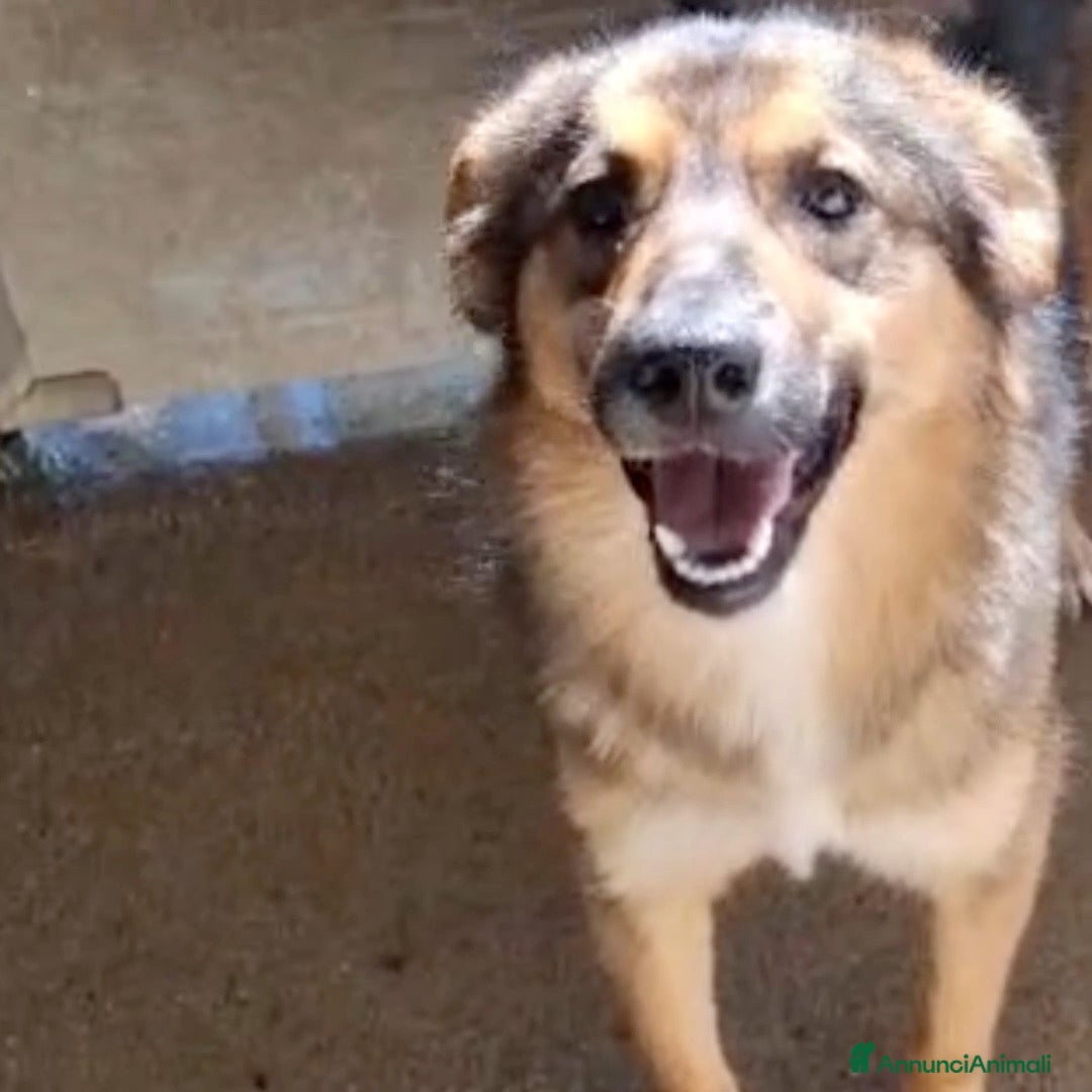 Meticcio cani Apple e Oliver cuccioli di 4 mesi cercano casa  - Annuncio 2