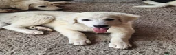 Pastore Abbruzzese Maremmano cani in vendita: Cuccioli di pastore maremmano - Annuncio 8