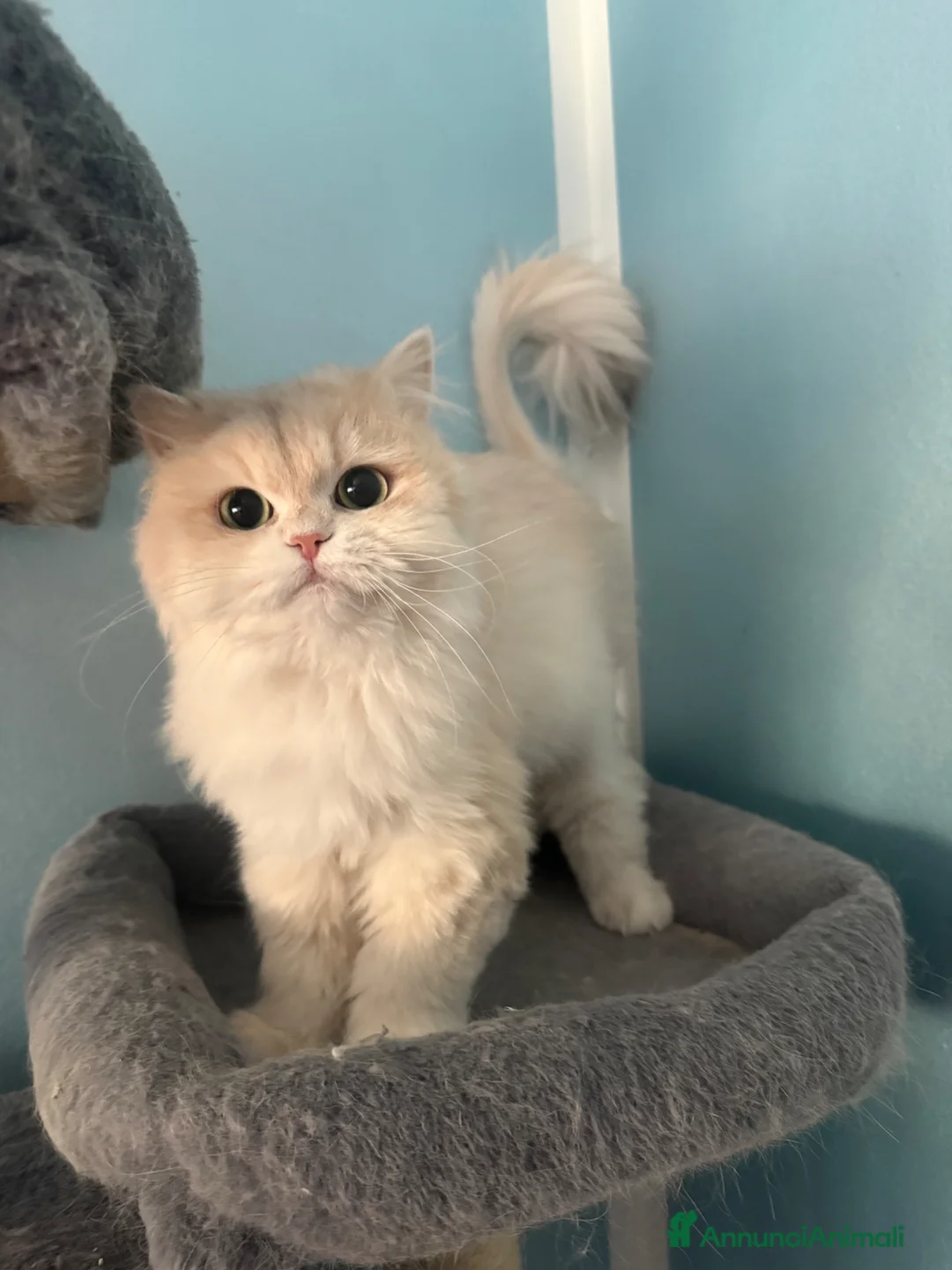 British gatti in vendita: British longhair  femmina lilac golden  - Annuncio 3