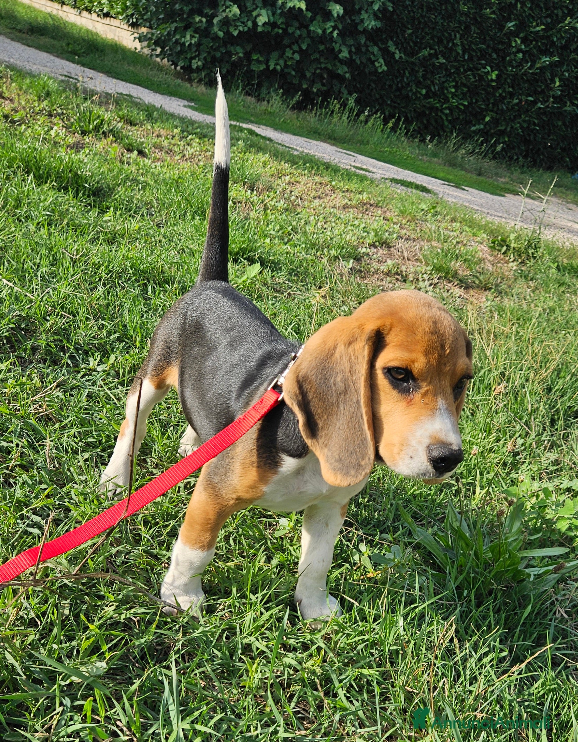 Beagle cani Cucciolo Beagle di 8 mesi - Annuncio 2