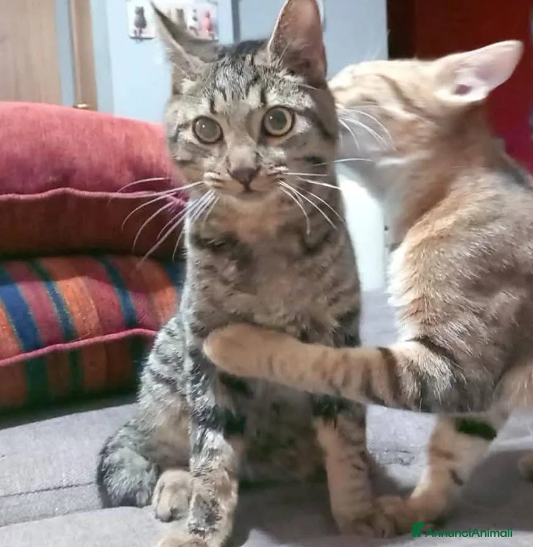 Europeo gatti in regalo: TIGRO, adorabile micino da adottare! - Annuncio 3