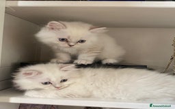 Persiano gatti in vendita: Gattini persiani normotipo  a Provincia di Reggio Emilia - Immagine 10