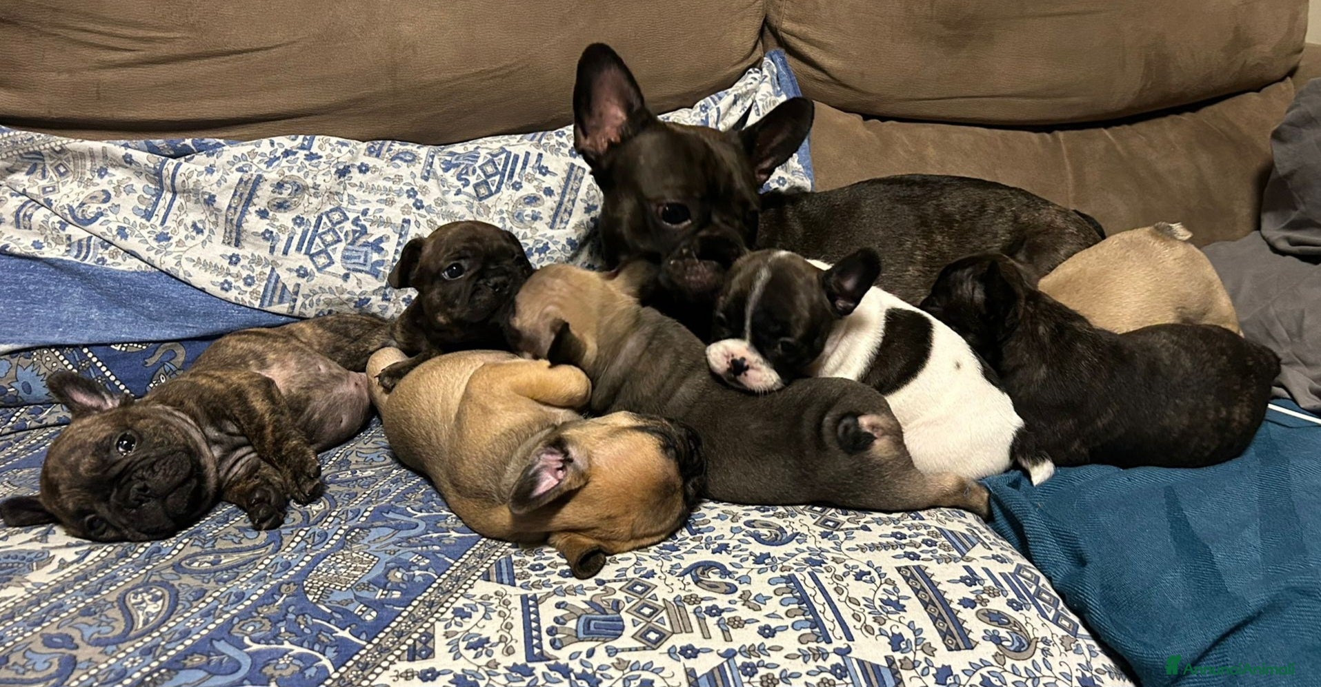 Bulldog Francese cani in vendita: Splendidi cuccioli di Bulldog Francese - Annuncio 4