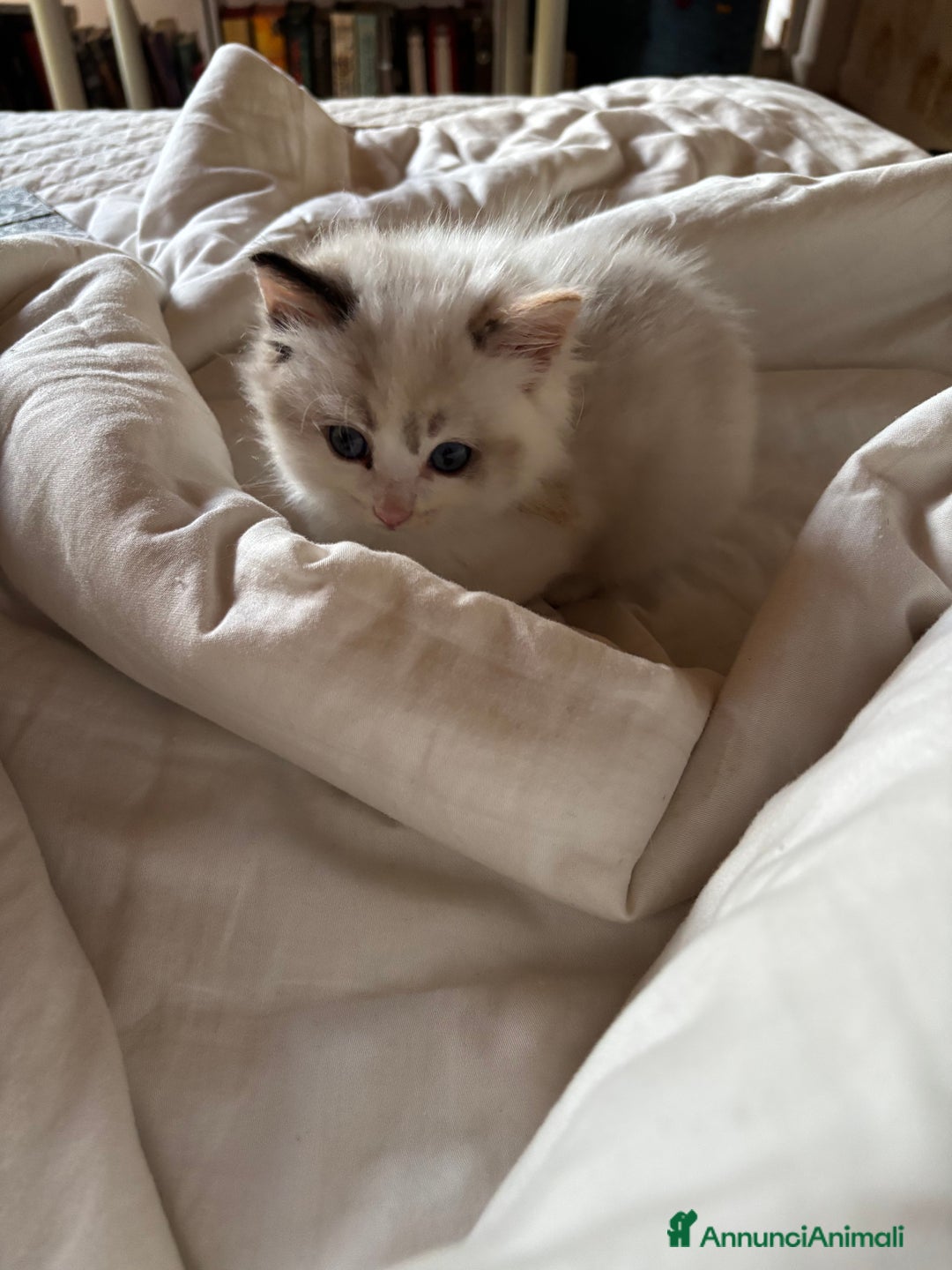 Ragdoll gatti in vendita: Splendidi gattini Ragdoll con pedigree  - Annuncio 13