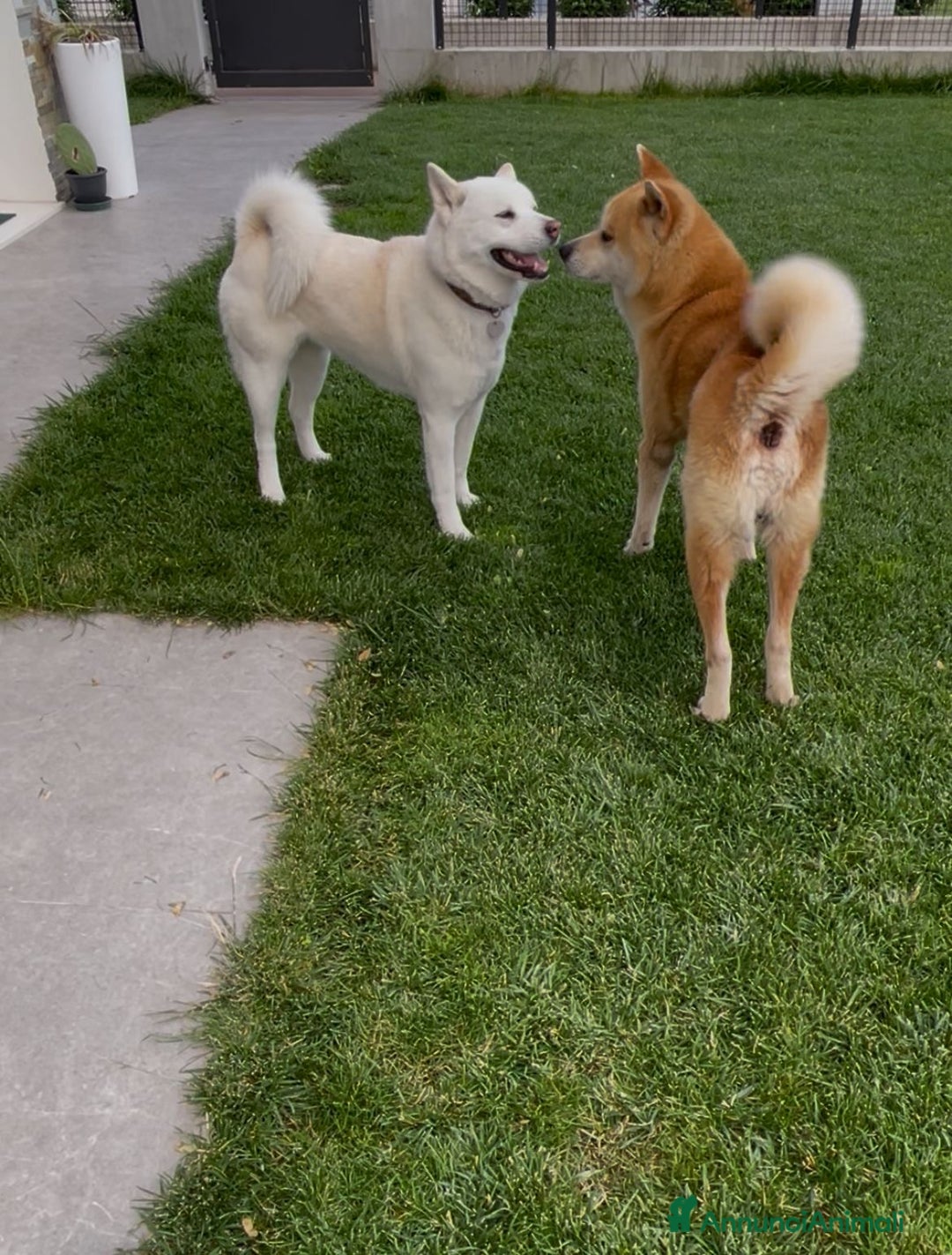 Akita Inu cani in vendita: Cuccioli Akita Inu a Provincia di Vicenza - Immagine 4