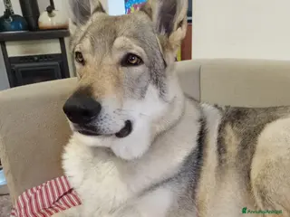 Lupo Cecoslovacco cani ADOZ.DEL CUORE: lupo cecosl.in box meraviglioso!! - Annuncio 1