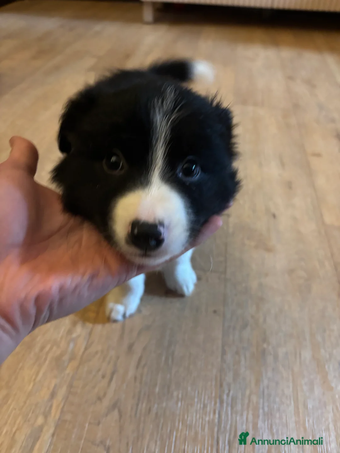 Border Collie cani in vendita: Cuccioli maschi di Border Collie con pedigree ENCI - Annuncio 4