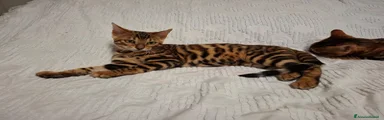 Bengala 2