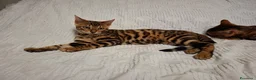 Bengala gatti in vendita: Gattini razza bengala  - Annuncio 7
