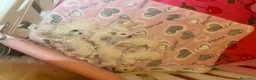 Maltese cani in vendita: Maltese - Annuncio 5