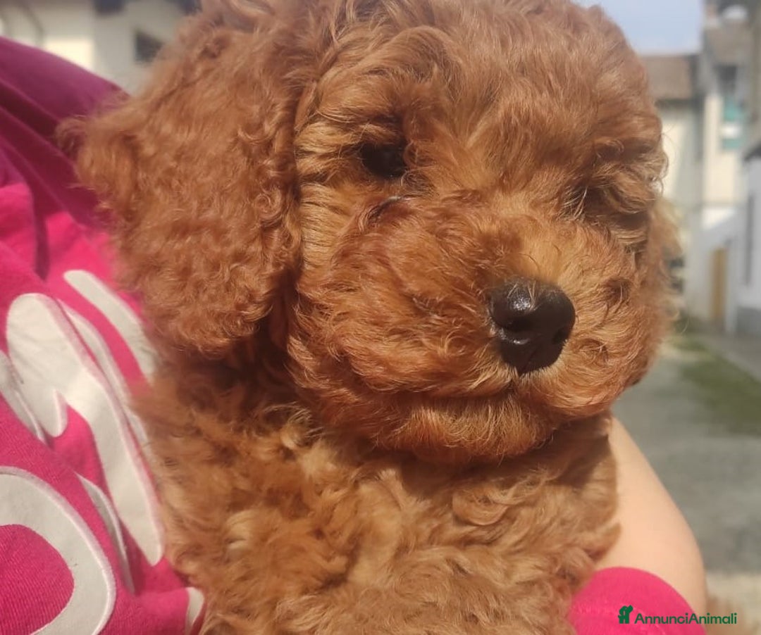 Immagine della galleria {{count}}