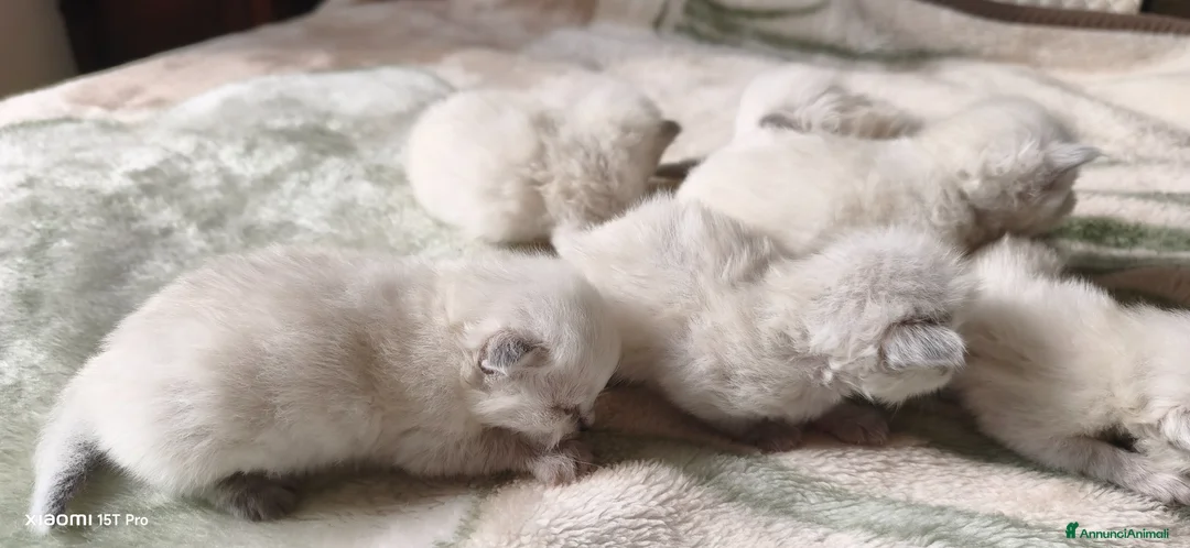 Siberiano gatti in vendita: Gatti siberiani  - Annuncio 2