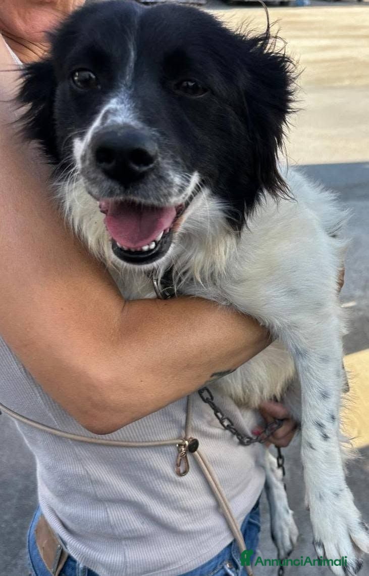 Meticcio cani Scricciolo 8 kg, gioioso buono socievole - Annuncio 36