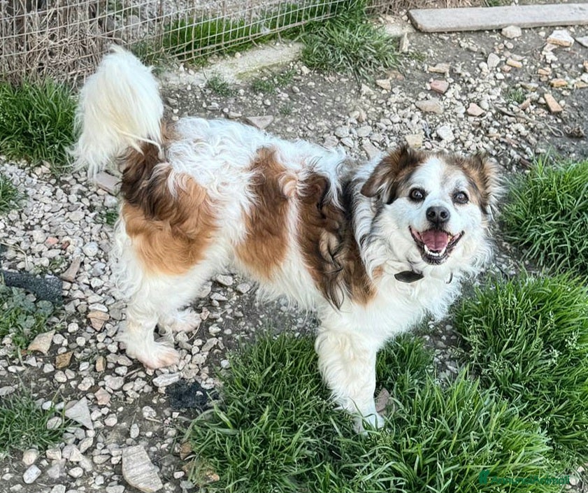 Meticcio cani Birillo 4 anni Taglia piccola  - Annuncio 3