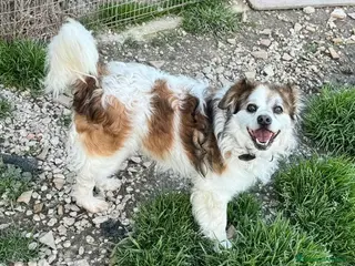 Meticcio cani Birillo 4 anni Taglia piccola - Annuncio 3