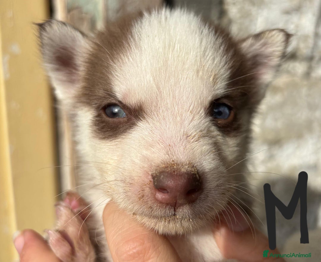 Husky cani in vendita: Cucciollata di husky siberian  - Annuncio 5