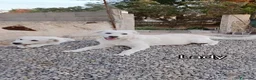 Meticcio cani in regalo: LADY 3 mesi e mezzo  a Città Metropolitana di Genova - Annuncio 2