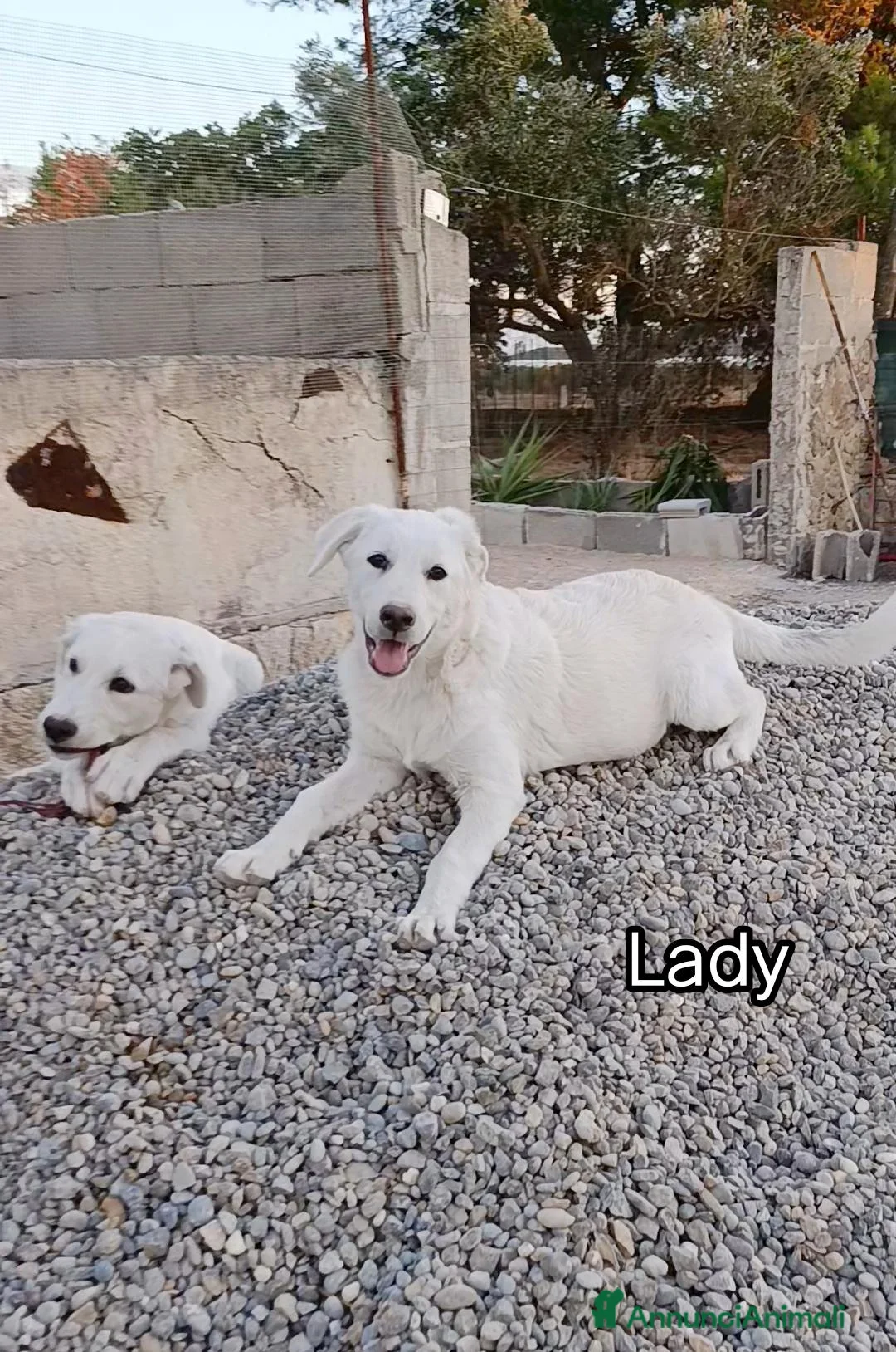 Meticcio cani in regalo: LADY 3 mesi e mezzo  a Città Metropolitana di Genova - Annuncio 2