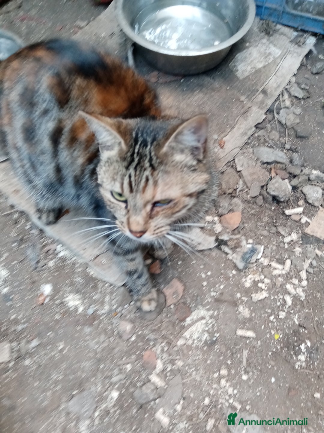 Altre razze gatti in regalo: Bellissimo tigratino a pelo corto - Annuncio 13