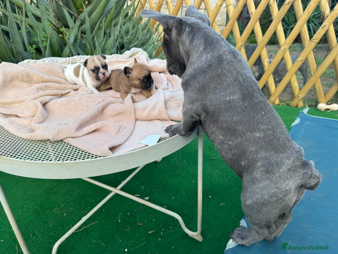 Bulldog Francese cani in vendita: Cucciolo bulldog francese  - Annuncio 8