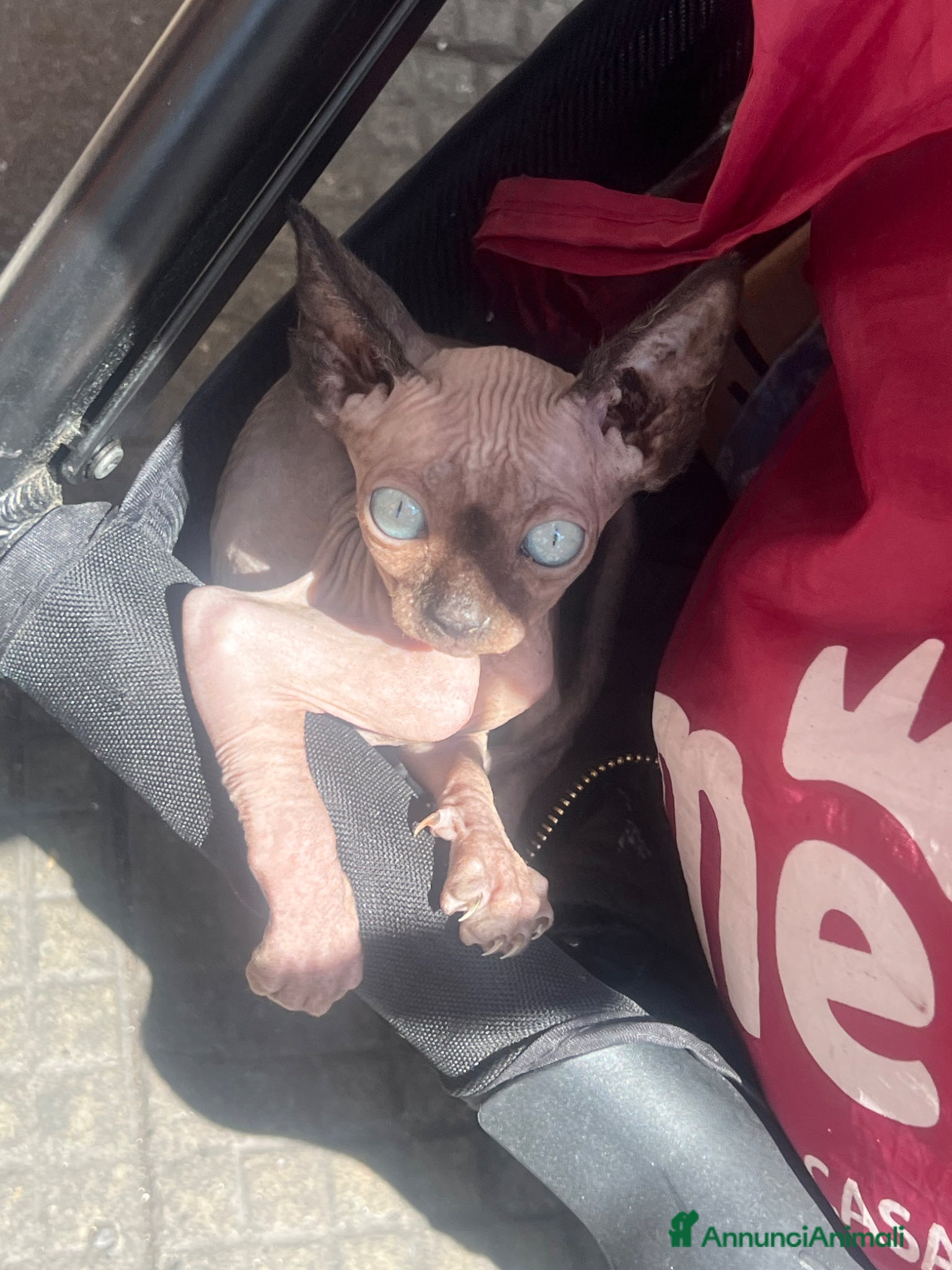 Sphynx gatti in vendita: Gattina sphynx a Città Metropolitana di Genova - Annuncio 1