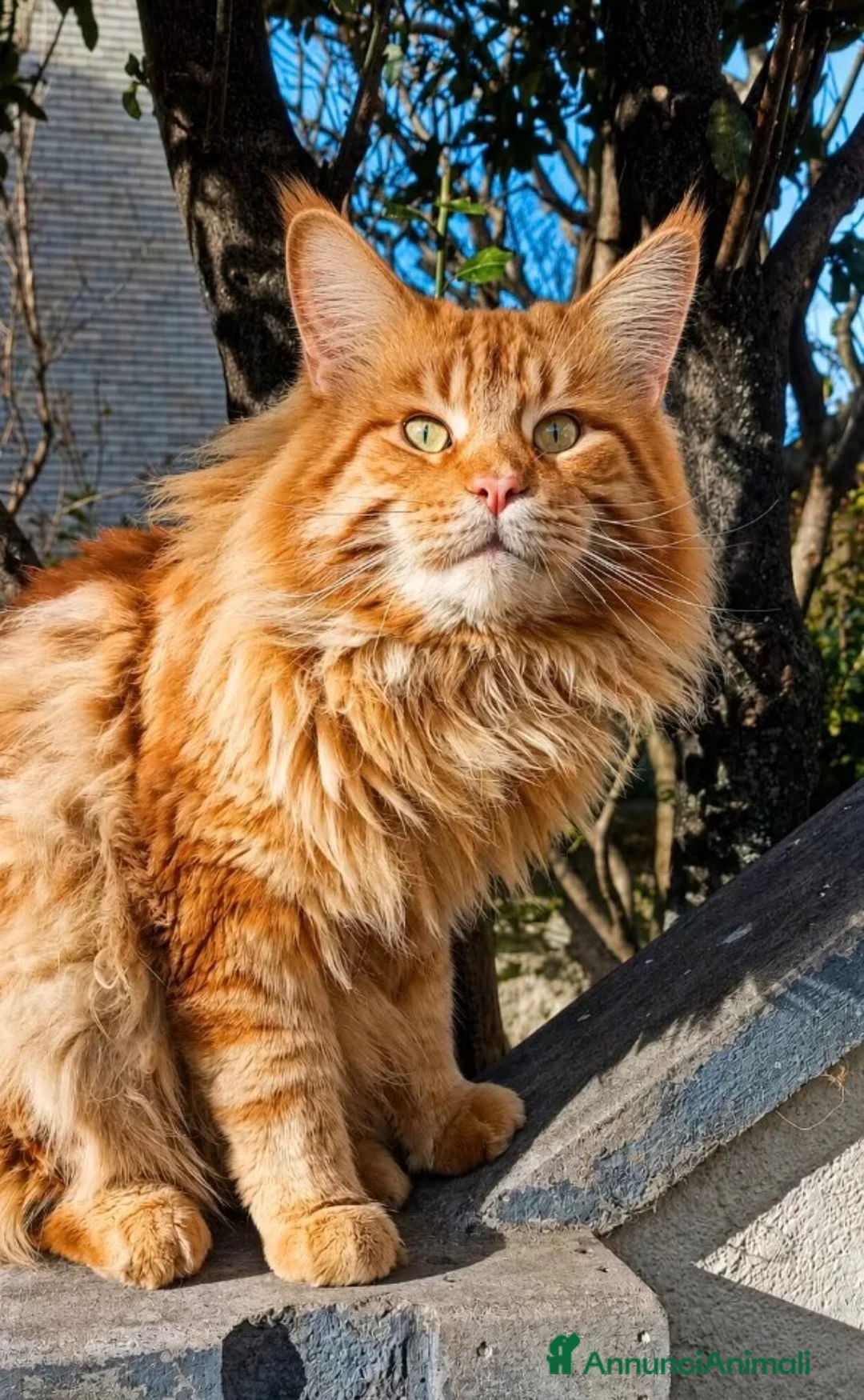Maine Coon gatti in vendita: Cuccioli di maine coon rossi, neri, marroni  - Annuncio 8