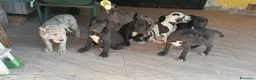 Alano cani in vendita: Cuccioli di Alano nero a Ente di decentramento regionale di Udine - Annuncio 8