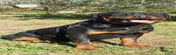 Rottweiler cani in vendita: Cuccioli Rottweiler  - Annuncio 35