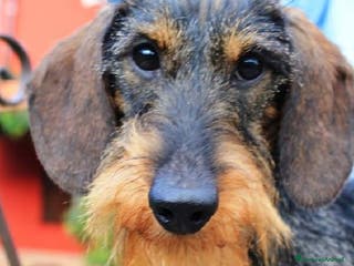 Bassotto cani BASSOTTO NANO A PELO DURO a Vercelli - Annuncio 28