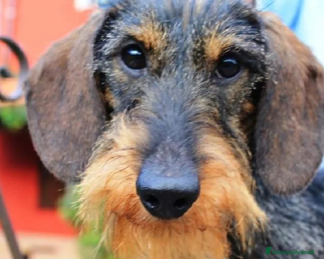 Bassotto cani per accoppiamento: BASSOTTO NANO A PELO DURO  a Vercelli - Annuncio 1