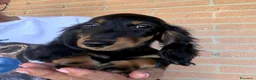 Bassotto cani in vendita: DISPONIBILE MASCHIO A PELO LUNGO  - Annuncio 2