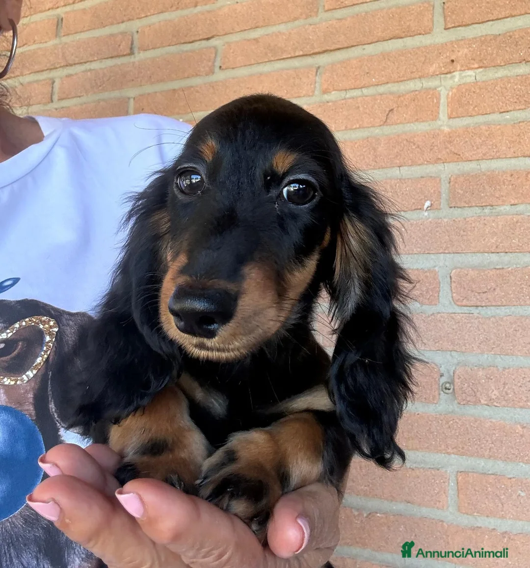 Bassotto cani in vendita: DISPONIBILE MASCHIO A PELO LUNGO  - Annuncio 2